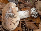 Hebeloma albomarginatum image