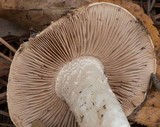 Hebeloma albomarginatum image