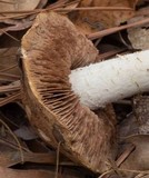 Hebeloma albomarginatum image
