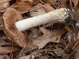 Hebeloma albomarginatum image