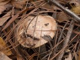 Hebeloma albomarginatum image