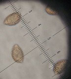 Hebeloma albomarginatum image
