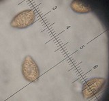 Hebeloma albomarginatum image
