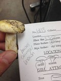 Lactarius piperatus image