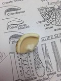 Lactarius piperatus image