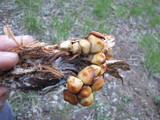 Kuehneromyces lignicola image