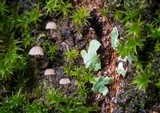 Mycena corticola image