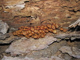 Kuehneromyces lignicola image