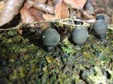 Phylacia poculiformis image