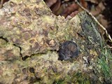 Phylacia poculiformis image