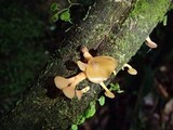 Dacryopinax elegans image