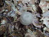 Lyophyllum fuligineum image