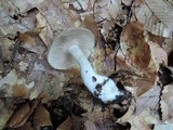 Lyophyllum fuligineum image