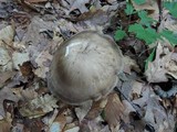 Lyophyllum fuligineum image