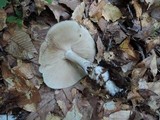 Lyophyllum fuligineum image