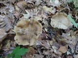 Lyophyllum fuligineum image
