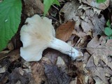 Lyophyllum fuligineum image