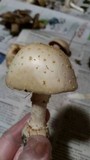 Amanita multisquamosa image