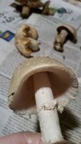 Amanita multisquamosa image