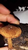 Flammulaster erinaceellus image
