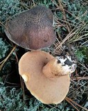 Suillus fuscotomentosus image