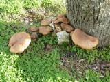 Armillaria gallica image