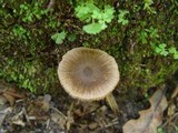 Inocybe lacera image