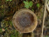 Inocybe lacera image
