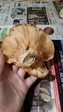 Lactarius psammicola image
