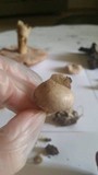 Scleroderma areolatum image