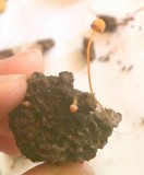 Mycena crocea image