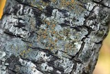 Caloplaca cerina image