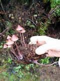 Mycena purpureofusca image