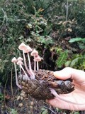 Mycena purpureofusca image