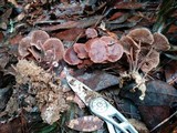 Gymnopus villosipes image