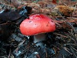Russula silvicola image
