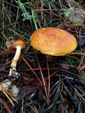 Gymnopilus aurantiophyllus image