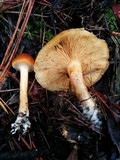 Gymnopilus aurantiophyllus image
