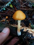 Gymnopilus aurantiophyllus image