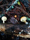 Gymnopilus aurantiophyllus image