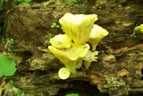 Chrysomphalina strombodes image