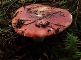 Russula maculata image
