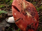 Russula maculata image