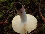 Russula maculata image