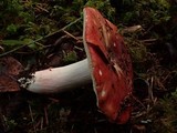 Russula maculata image