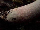 Russula maculata image