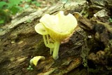 Chrysomphalina strombodes image