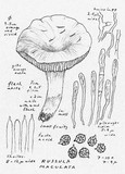 Russula maculata image