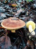 Boletus subtomentosus image