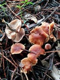Gymnopus brassicolens var. brassicolens image